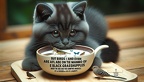 Schwarzfusskatze-033