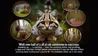 Schwarzfusskatze-036